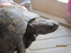 Rehomed...Spur Thighed : Female approx 90+ years old (Shelley)